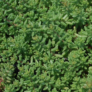 Sedum Album Green Ice Flowering Stone Crop Fast Growing Creeping Ground Cover Bild 2