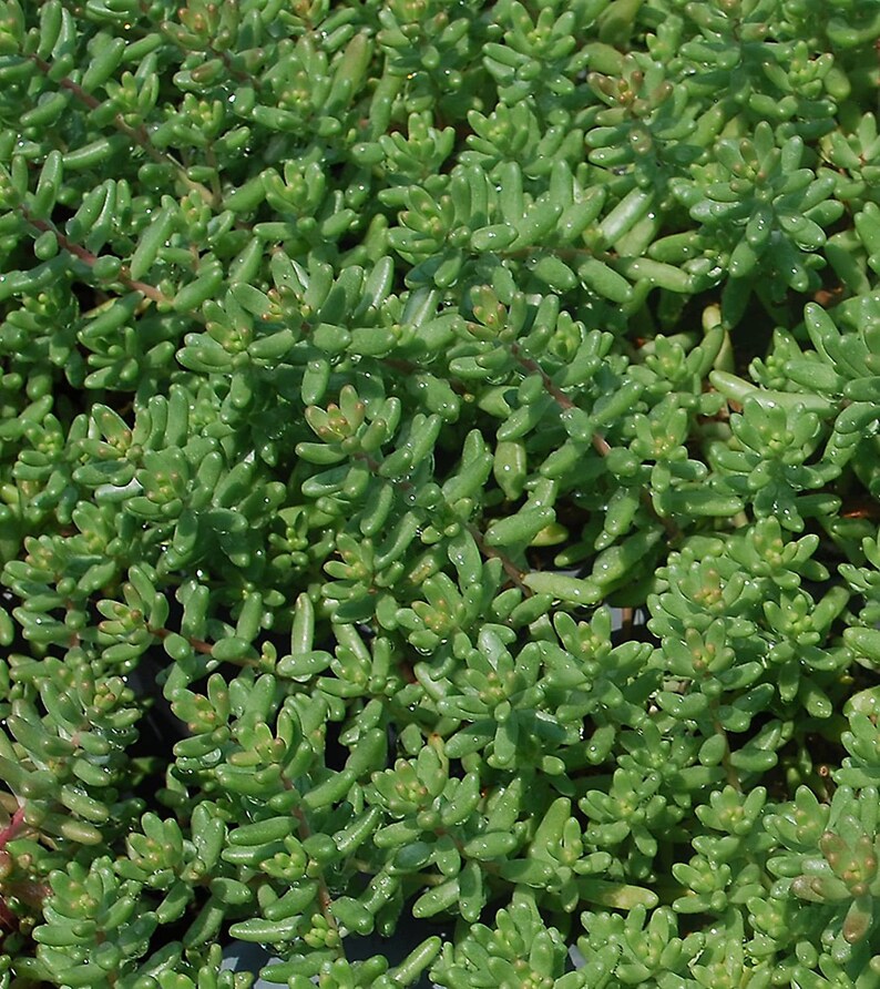 Sedum Album Green Ice Flowering Stone Crop Fast Growing Creeping Ground Cover Bild 2