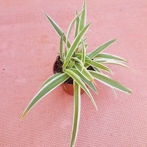 Live Variegated Spider Plant In 2&quot; Pot - Easy Growth - Air Purifying House Plant