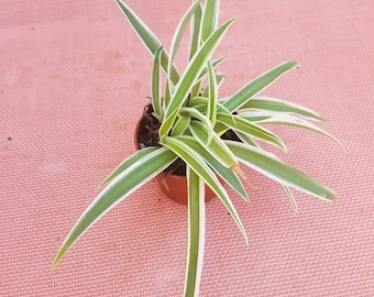 Live Variegated Spider Plant In 2" Pot - Easy Growth - Air Purifying House Plant