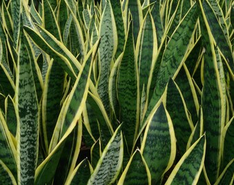 Sansevieria Draceana Snake Plant - Mother in Law's Tongue - Air Purifying - Easy Care Hard to Kill!