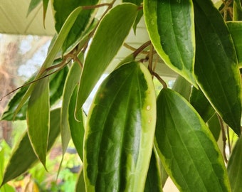 Hoya Latifolia Macrophylla Albomarginata Wax Plant Variagated Vining House Plant