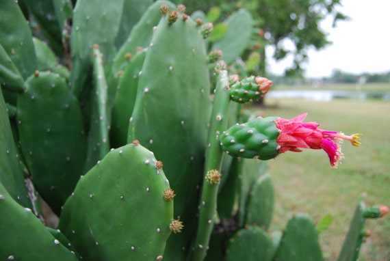 Rooted Prickly Pear Cactus Opuntia Low Spine Plant - Size Options - Etsy