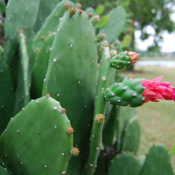 Rooted Prickly Pear Cactus Opuntia Low Spine Plant - Size Options