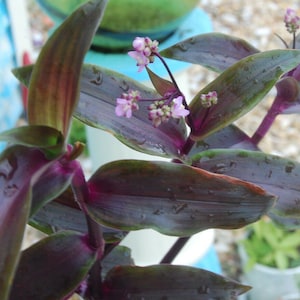 Tripogandra Serrulata - Purple Scimitars - Tradescantia Elongata - Wandering Jewel Spiderwort