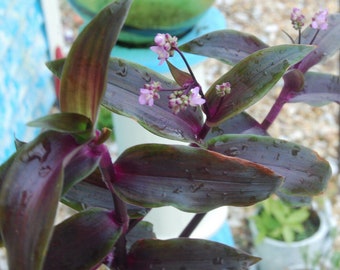 Tripogandra Serrulata - Purple Scimitars - Tradescantia Elongata - Wandering Jewel Spiderwort