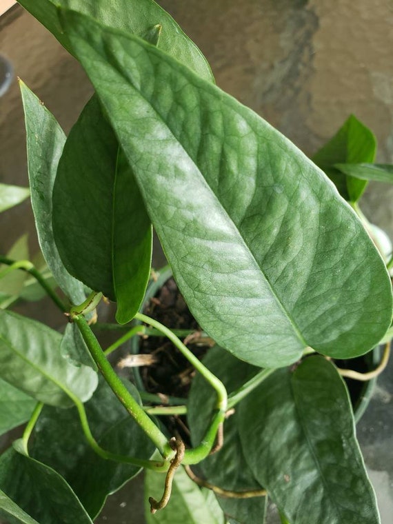 Cebu Blue Pothos - Epipremnum Pinnatum - Easy Care Climbing Philodendron