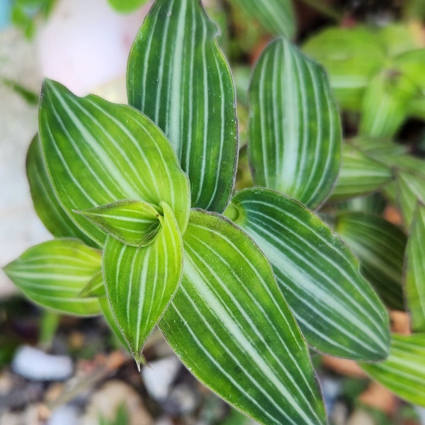 Callisia Gentlei var. Elegans - Wandering Jewel - Striped Inch Plant