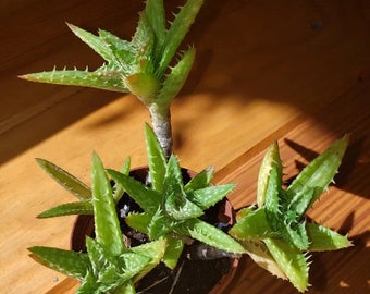 Aloe Juvenna - Compact Growtth Starter Pot