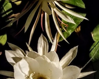 Epiphyllum Oxypetalum - Queen of the Night - Blooming Cereus Cactus Succulent - Size Options