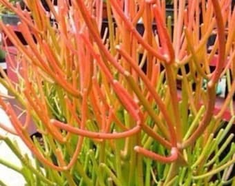 Spineless Pencil Cactus Sticks on Fire Euphorbia Tirucalli Succulent - 4x Fresh Cuttings