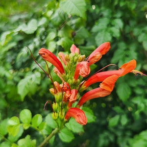 Cape Honeysuckle Tecomaria Capensis Attracts Butterflies & Hummingbirds Rooted Plant image 3