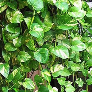 May include: A close-up of a green and yellow variegated plant with heart-shaped leaves. The plant is growing in a pot and has long vines.