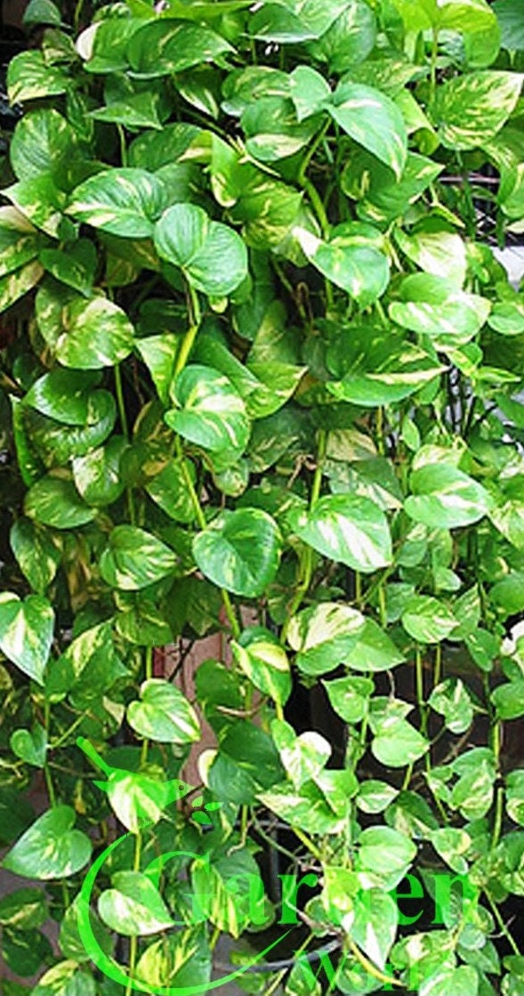 Golden Queen Pothos Vine Devil's Snake Ivy Plant House | Etsy