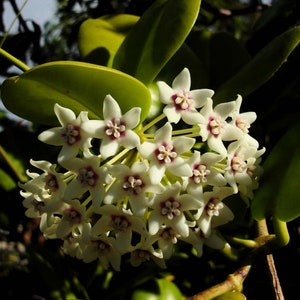 Hoya Australis Wax Flower - Solid Green House Plant