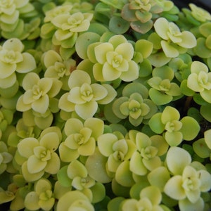 Golden Japanese Sedum Makinoi 'Ogon' - Creeping Ground Cover Stonecrop