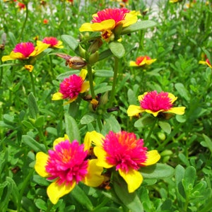 Rare Cinderella Fairy Tale Purslane Beautiful Pink & Yellow Flowers Double Guava Portulaca Garden Plant image 4