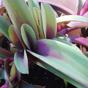 Setcreasea Tradescantia Pallida Tampicana - Uncommon Wandering Jew - Purple & Green