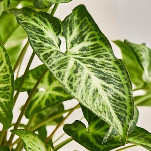 White Butterfly - Syngonium Podophyllum - Arrowhead Vine Philodendron Plant