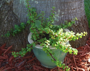 Elephant Bush - Portucalaria Afra Solid Green Bonsai – Mini Jade Tree