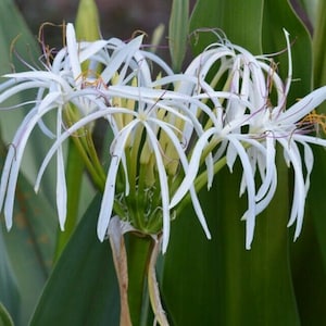 White Spider Crinum Lily Amoenum - Giant Flowering - Live Rooted Starter Plant