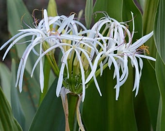 White Spider Crinum Lily Amoenum - Giant Flowering - Live Rooted Starter Plant
