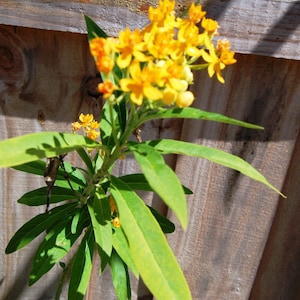 Yellow Flowering Milkweed Nectar Asclepias Plant - Attracts Monarch Butterflies