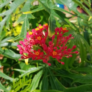 Jatropha Multifida - Flowering Coral Tree Bush - ROOTED Starter Plant