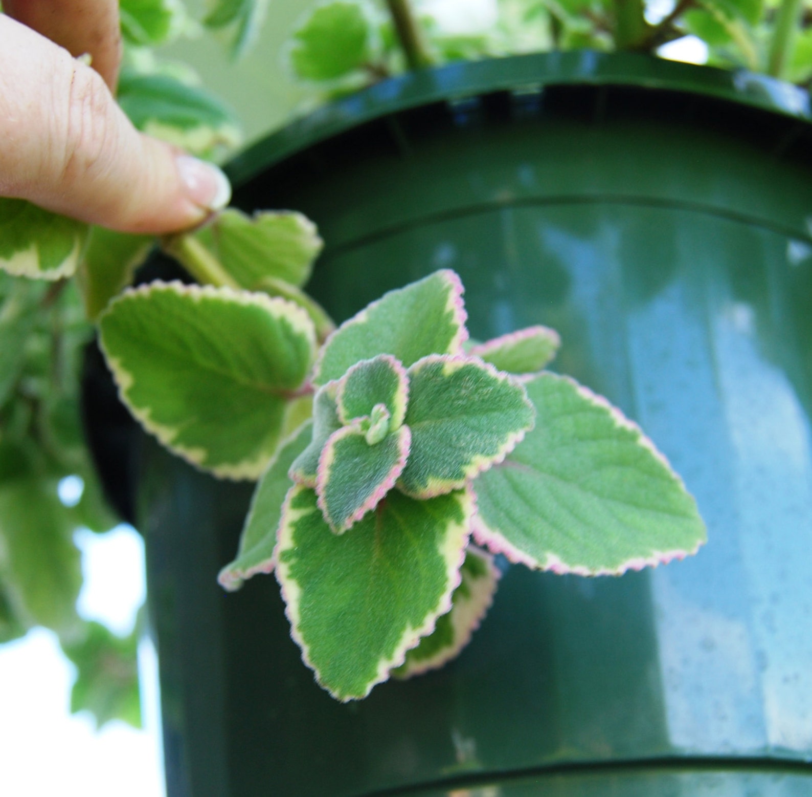 Cuban Oregano Plectranthus Amboinicus Variegata Variegated Etsy
