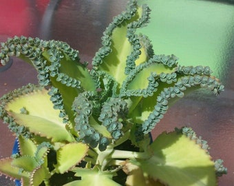 Mexican Hat Plant - Kalanchoe Bryophyllum Daigremontianum Mother of Thousands