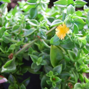 Yellow Sun Rose Sun Jewel Aptenia Cordifolia Haekeliana Trailing Flowering Succulent image 3