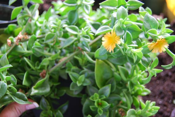 large succulents Terra Succulent Garden