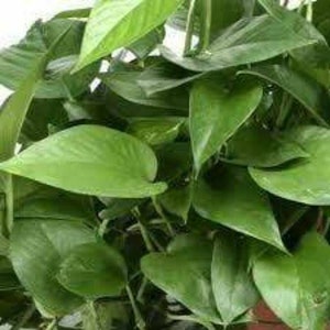 Green Jade Pothos Vine - Devil's  Ivy Plant
