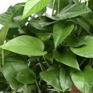 May include: A close-up of a green leafy plant with large, heart-shaped leaves. The plant is in a pot, but the pot is not visible in the image.