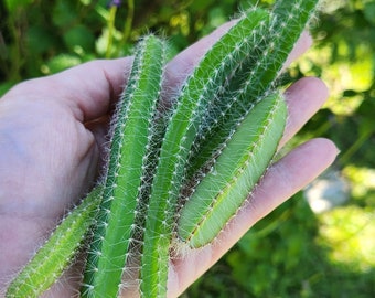 Dog Tail Cactus Aporocactus Flagelliformis 4x Fresh Succulent Live Cuttings