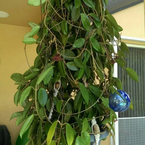Hoya Carnosa Unusual & Unique Wax Live Plant Indoor Outdoor Etsy