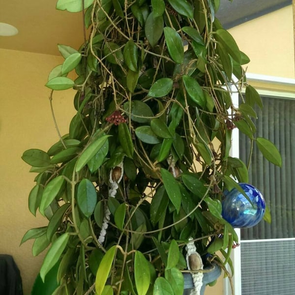 Hoya Carnosa Unusual & Unique Wax Live Plant - Indoor Outdoor - Orchid Companion Plant