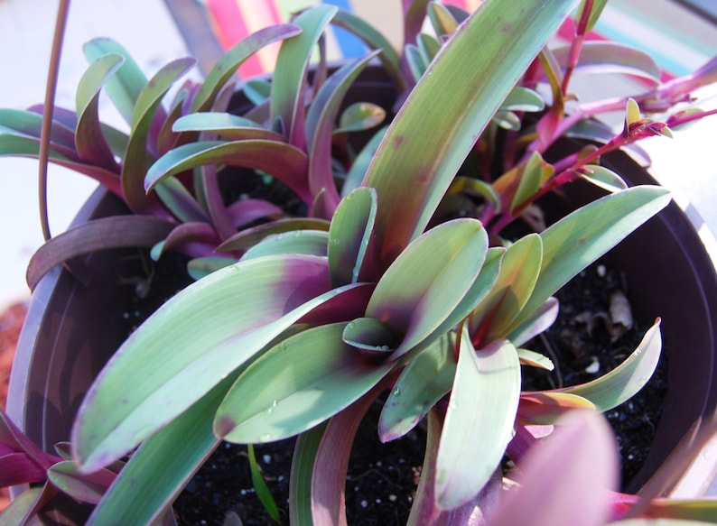 Cyanotis Arachnoidea 'Tampicana' Setcreasea Tradescantia Pallida Spiderwort Wandering Jewel image 2