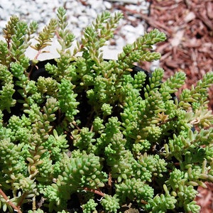 Sedum Album Green Ice Flowering Stone Crop Fast Growing Creeping Ground Cover image 3