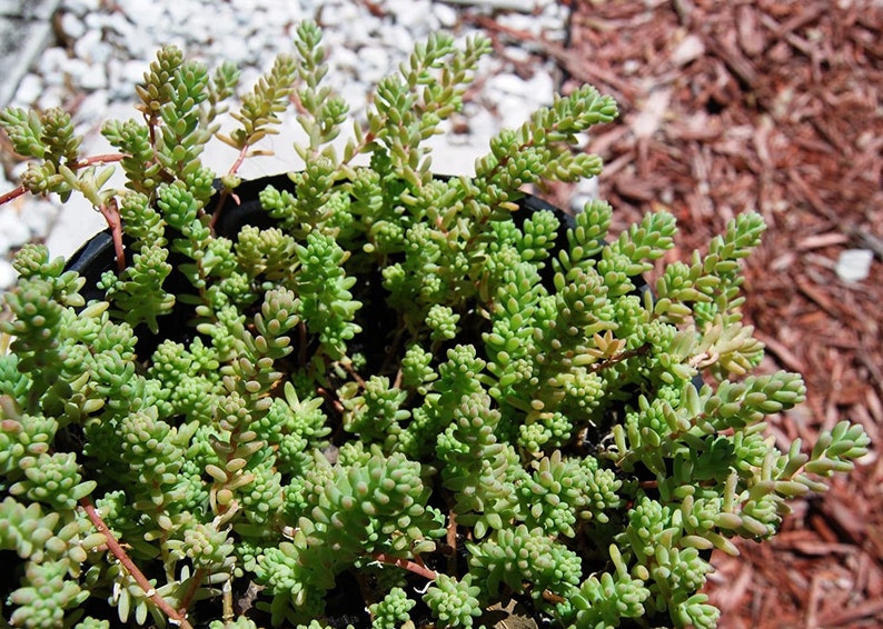 Sedum Album Green Ice Flowering Stone Crop Fast Growing Creeping Ground Cover Bild 3