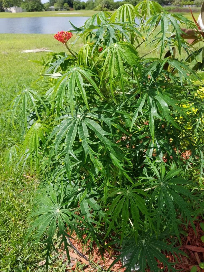 Jatropha Multifida Flowering Coral Tree Bush ROOTED Etsy