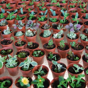 Terrarium Lot of Three - Miniature Fairy Garden Plant - Mixed Set of 3 Plants in 2&quot; Pots :)