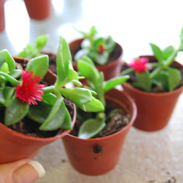 Baby Sun Rose 'Red Apple'  - Aptenia Ice Plant - Trailing Heart Leaf Succulent Ground Cover