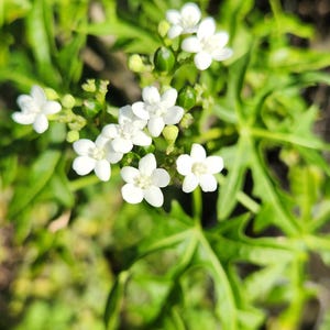 Cnidoscolus aconitifolius - Mexican Spinach - Chaya Tree