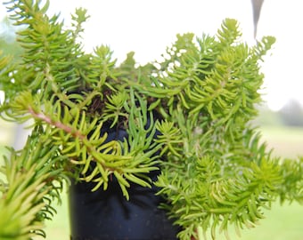 Sedum Angelina - Miniature Live Plant  - Fairy Garden Stonecrop - Easy Care