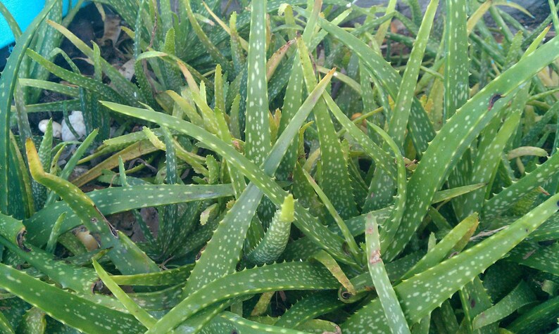 Fresh Aloe Vera Leaves – 40 Oz, 8-10 Large Medicinal Leaves, Barbadosensis, Free Shipping