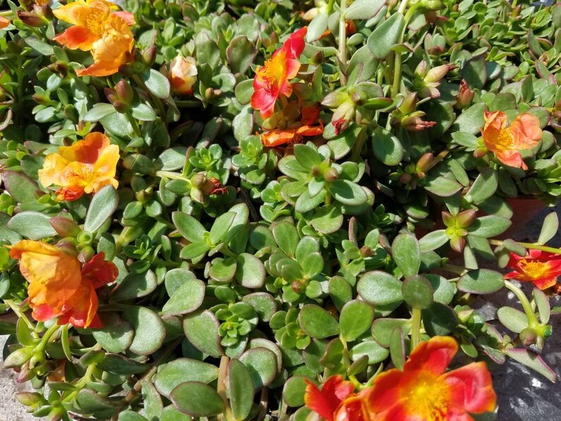 NEW Mango Mojito Single Flower Purslane Portulaca | Etsy