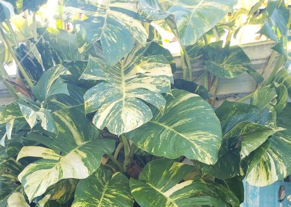 Giant Fenestrated Golden Queen Hawaiian Pothos Vine Epipremnum - Aerial  Roots Node Segment - Etsy