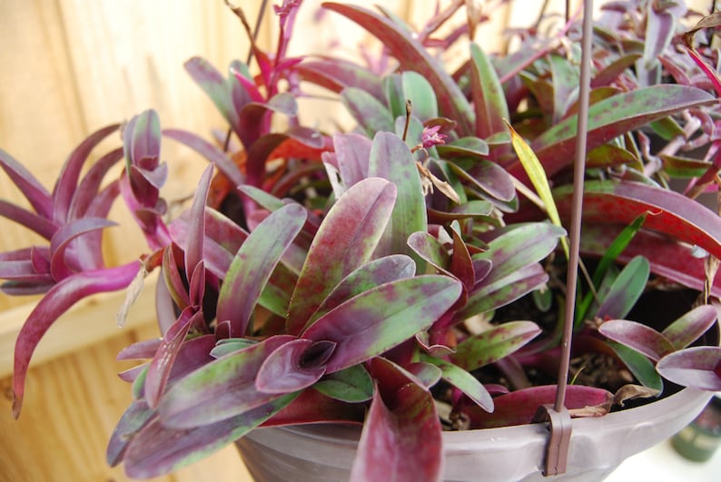 Cyanotis Arachnoidea 'Tampicana' Setcreasea Tradescantia Pallida Spiderwort Wandering Jewel image 4