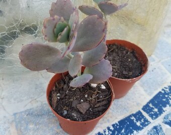 Kalanchoe Bryophyllum Fedtschenkoi ‘Variegata’ – Lavender Scallops Aurora Borealis – 2” Pot